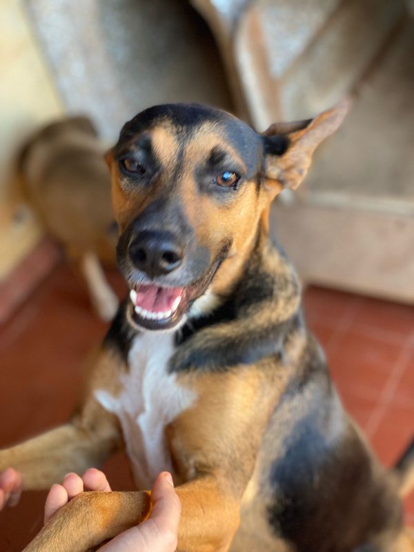 pimenta