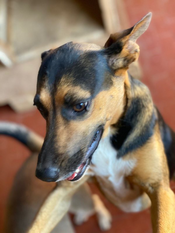 pimenta - Image 3