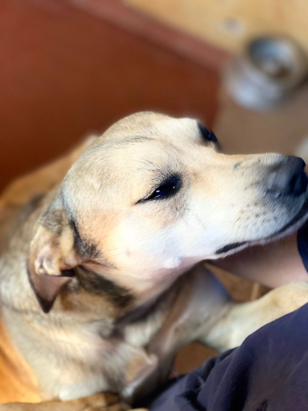 bolinha