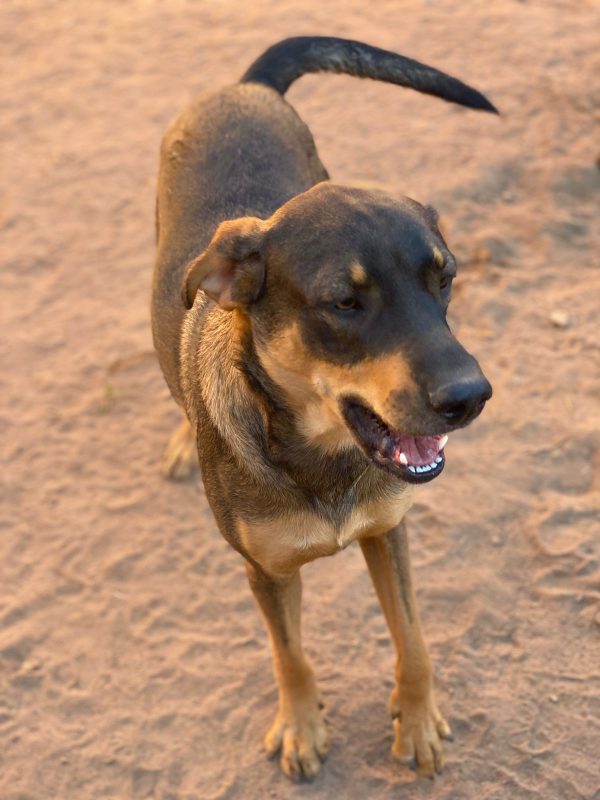 Pingo