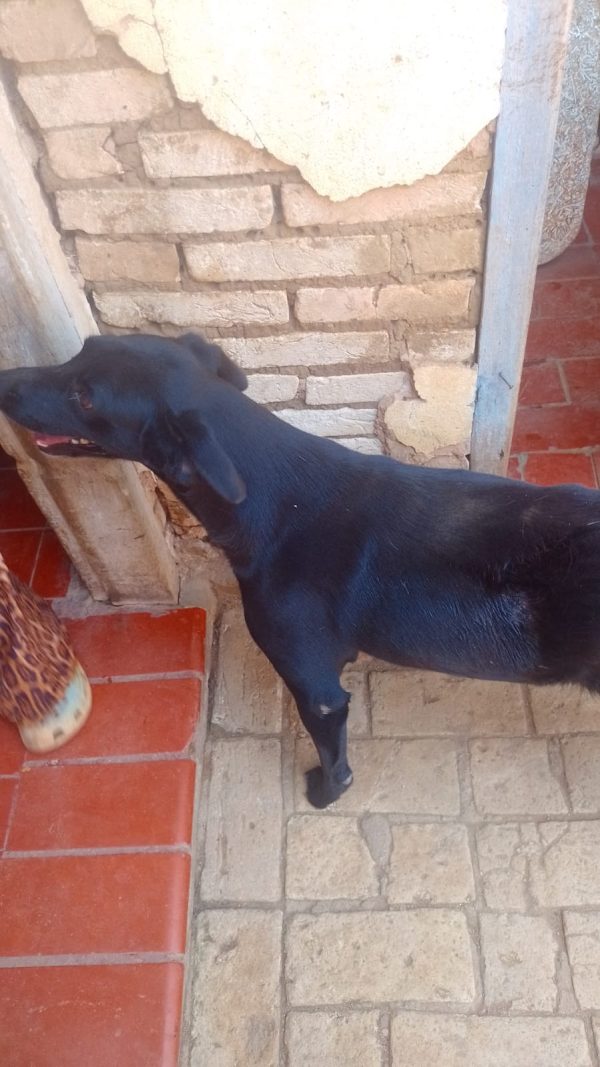 Mijão