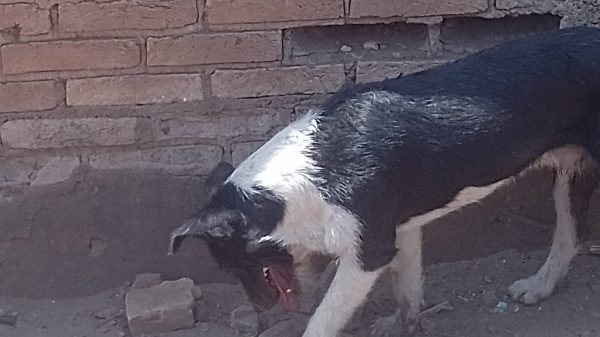 Billy