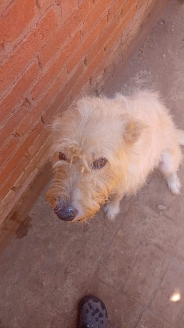 Princesa