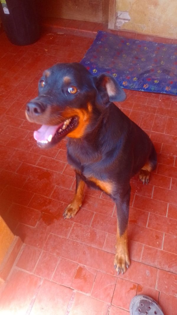 Negão - Image 3